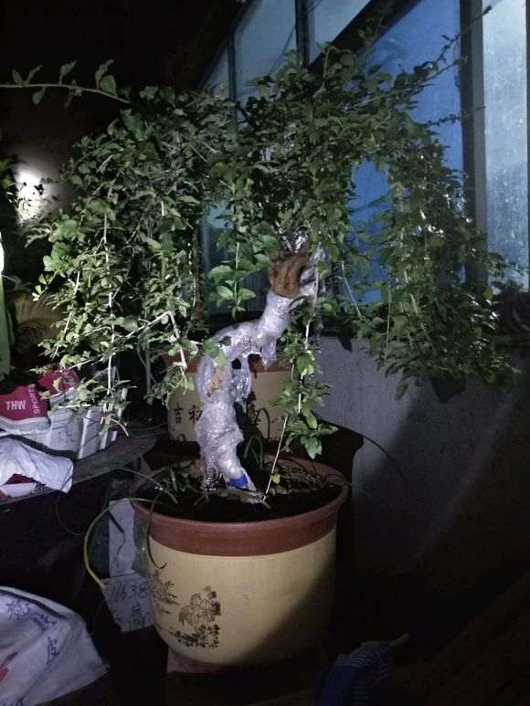 枸杞下山桩叶子怎么喷药 预防虫害 图片