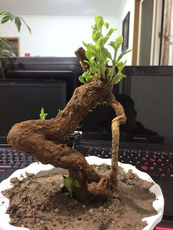 为什么枸杞下山桩套袋出芽多 图片