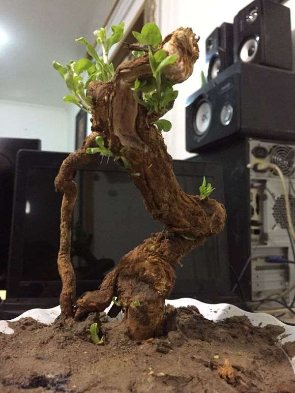 为什么枸杞下山桩套袋出芽多 图片