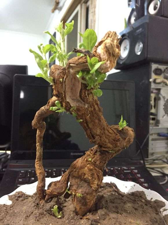 为什么枸杞下山桩套袋出芽多 图片