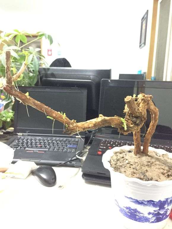 为什么枸杞下山桩套袋出芽多 图片