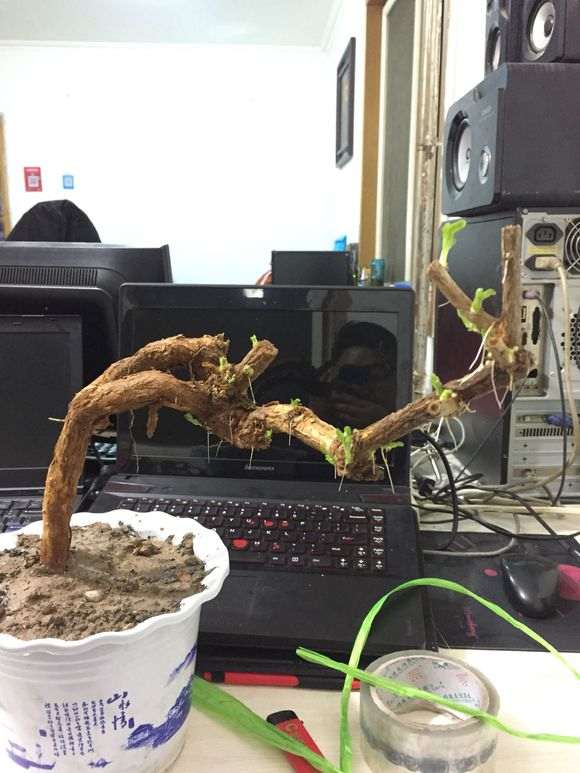 为什么枸杞下山桩套袋出芽多 图片