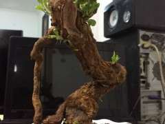 为什么枸杞下山桩套袋出芽多 图片