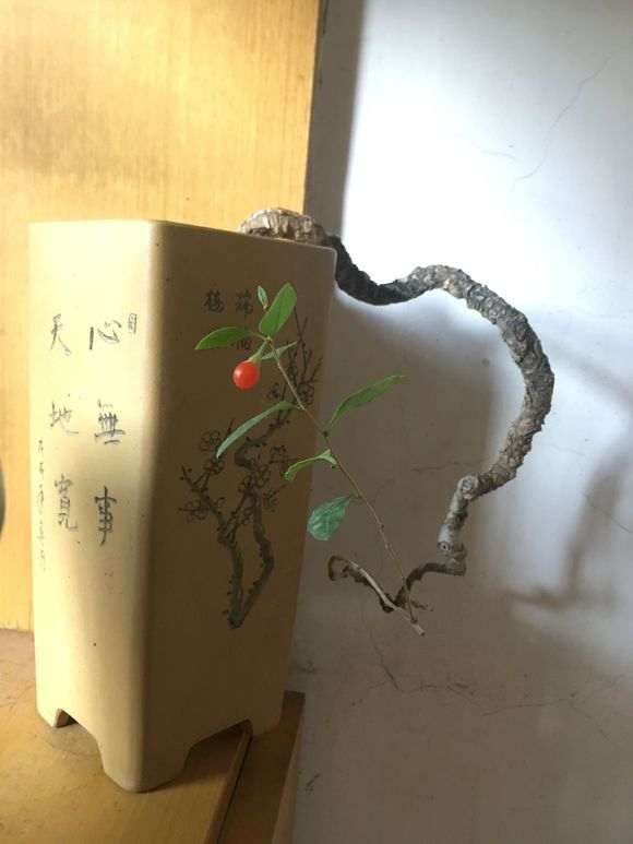 一棵枸杞下山桩老桩 大家看看可以吗 图片