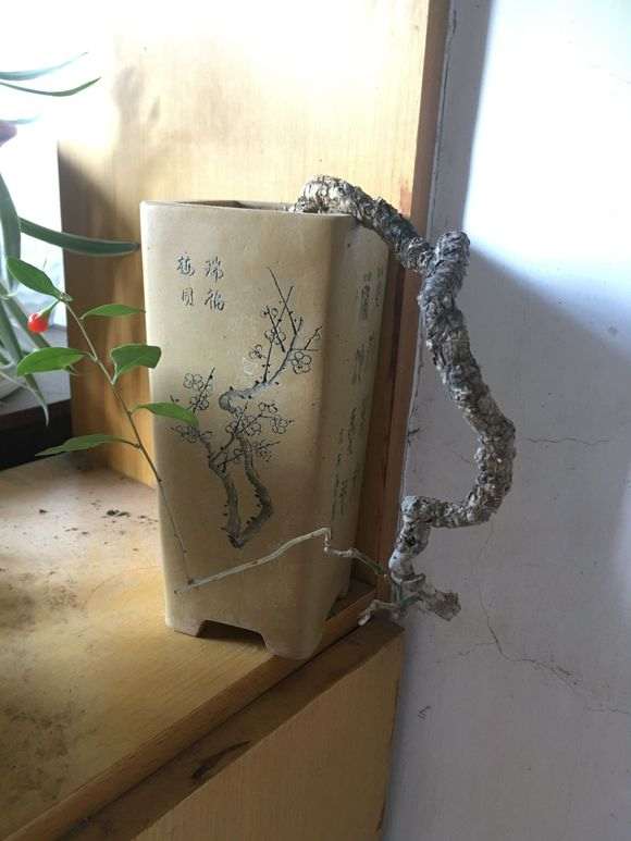 一棵枸杞下山桩老桩 大家看看怎么样 图片