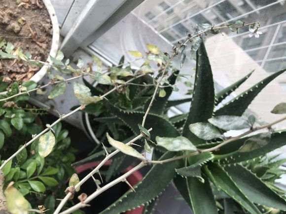 枸杞下山桩叶上白色的东西是什么 图片