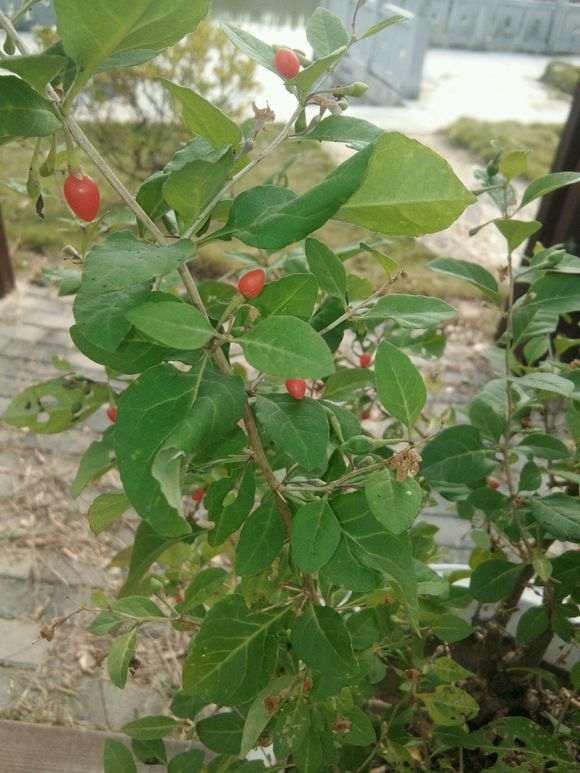 枸杞下山桩红了 什么时候摘最好 图片