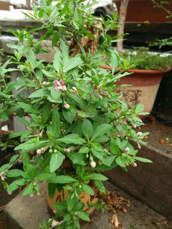 枸杞下山桩在室外背阴处怎么过冬 图片