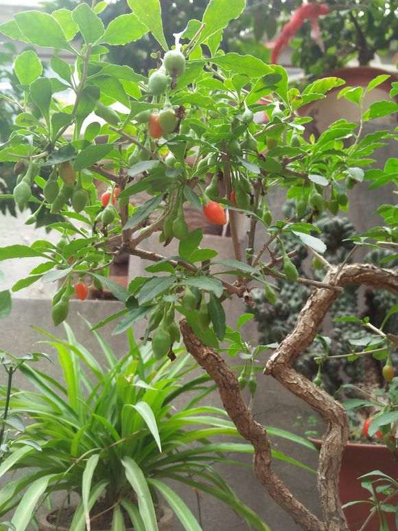 枸杞下山桩在室外背阴处怎么过冬 图片