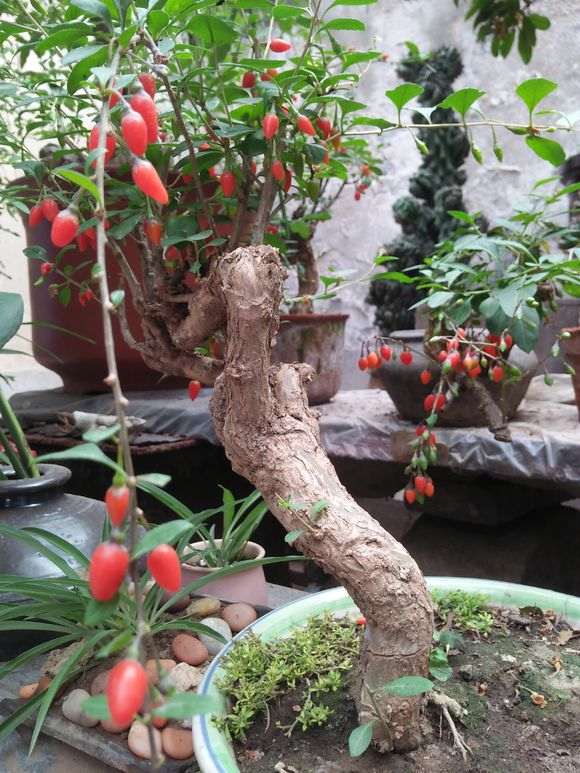 枸杞下山桩在室外背阴处怎么过冬 图片