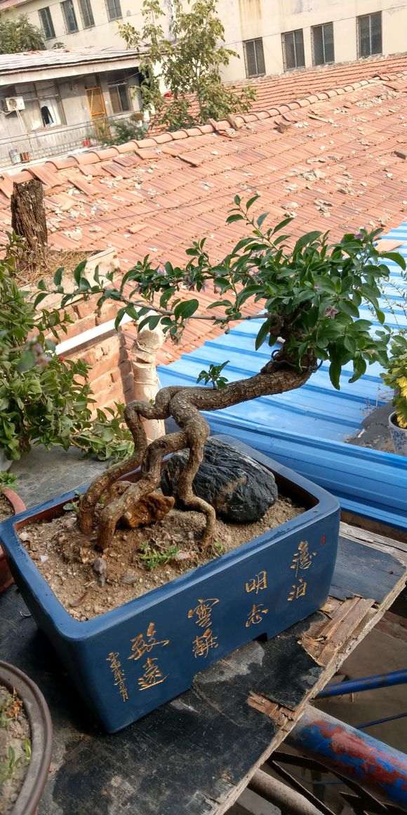 枸杞下山桩在室外背阴处怎么过冬 图片