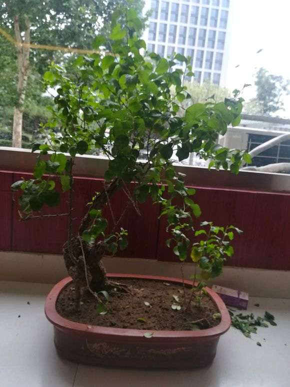 为什么枸杞下山桩要多晒太阳 图片