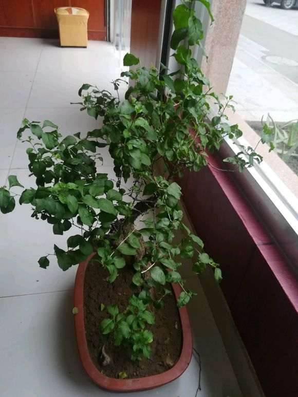 为什么枸杞下山桩要多晒太阳 图片