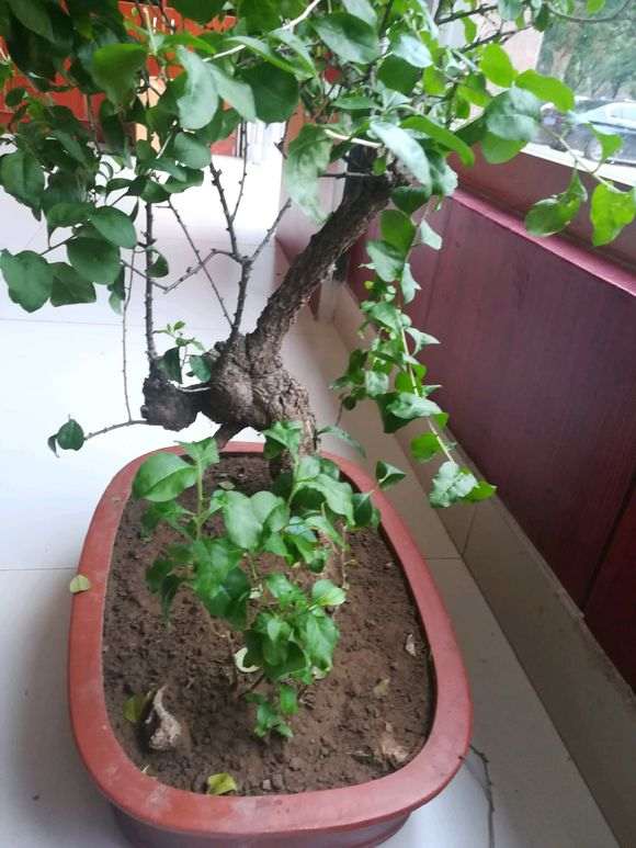 为什么枸杞下山桩要多晒太阳 图片