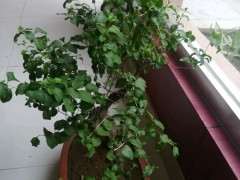 为什么枸杞下山桩要多晒太阳 图片