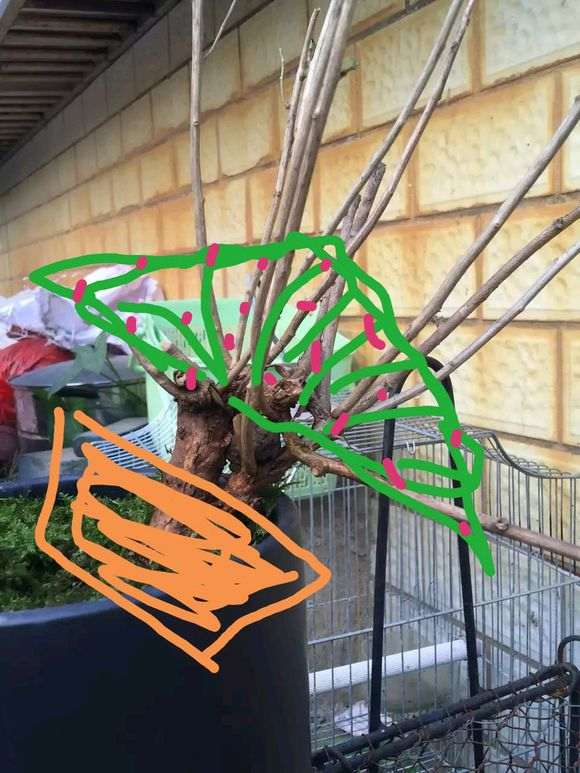 我设计的枸杞下山桩造型设计图 怎么样