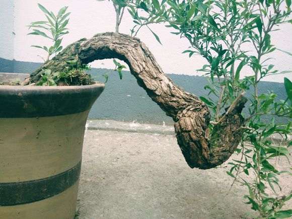 枸杞下山桩正在开花 可以换盆吗 图片