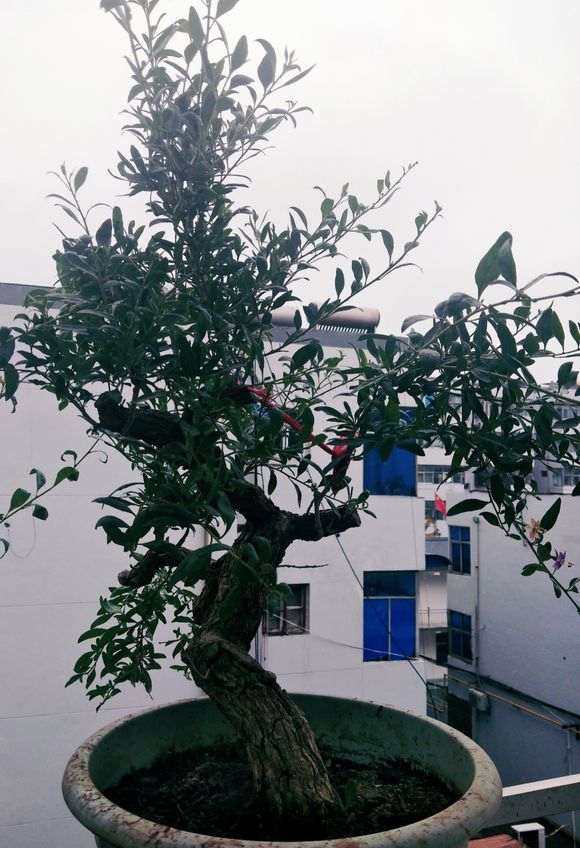 为什么枸杞下山桩不开花 你没授粉 图片