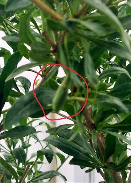 为什么枸杞下山桩不开花 你没授粉 图片