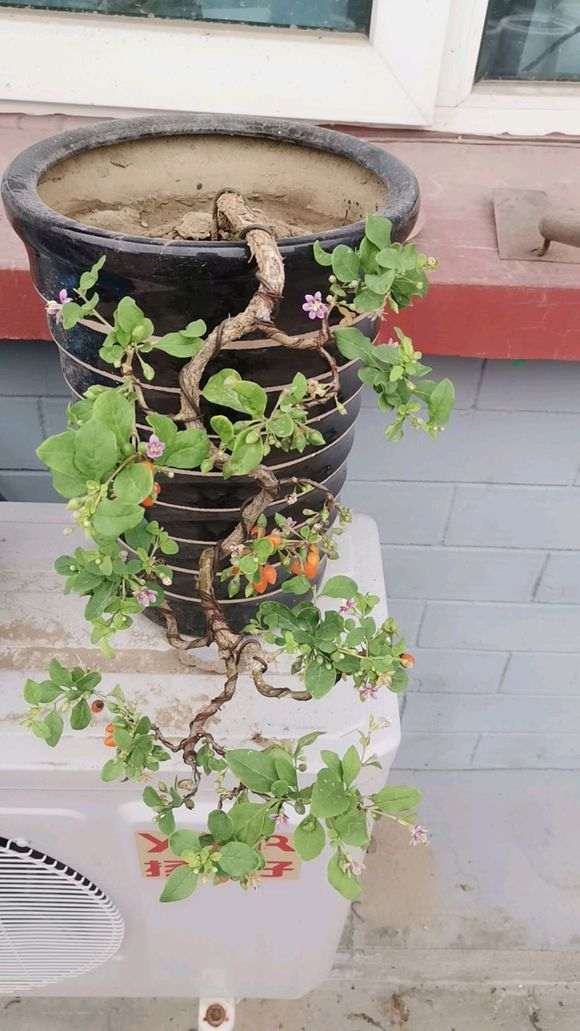 枸杞下山桩上有白色的虫子 怎么办 图片