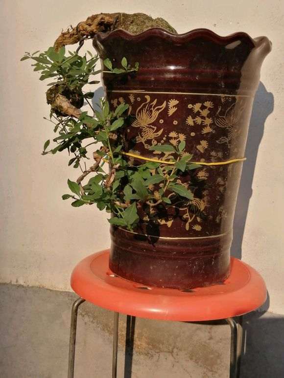 枸杞下山桩上有白色的虫子 怎么办 图片