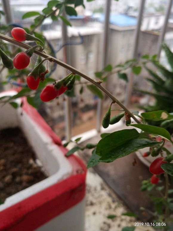 枸杞下山桩上有蜘蛛网 怎么办 图片