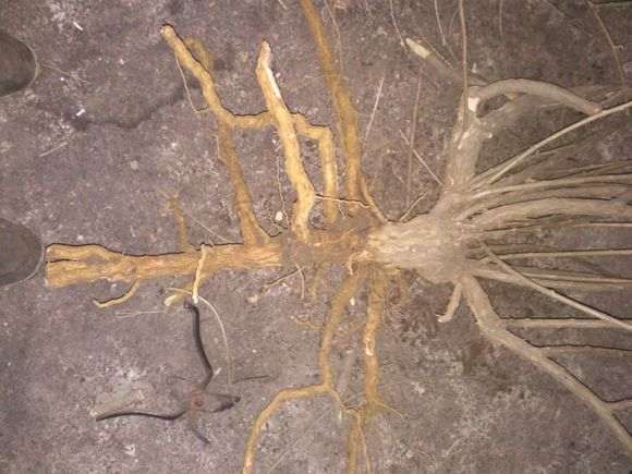 枸杞下山桩发芽之后 就死了 怎么办 图片