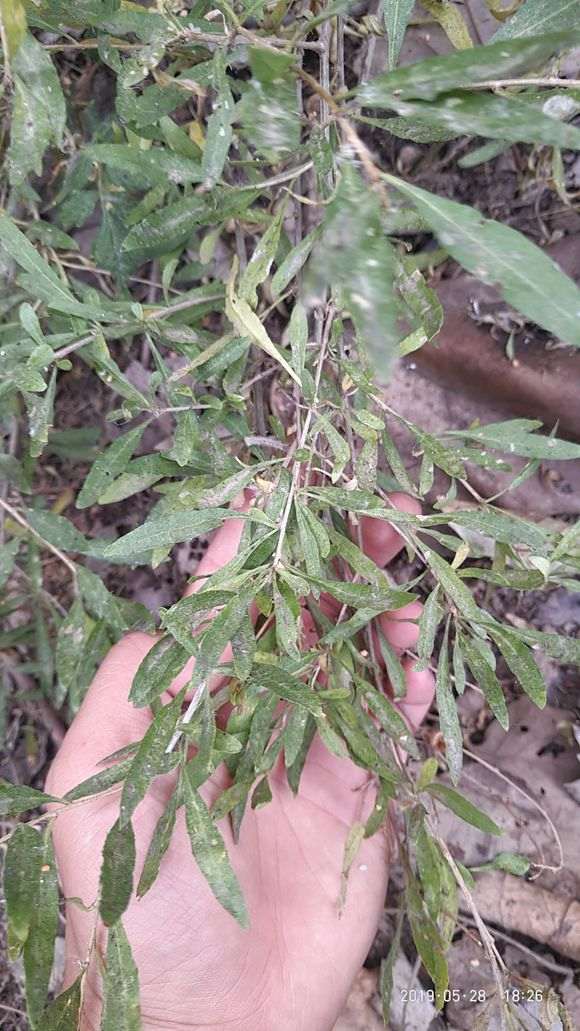 为什么枸杞下山桩才生根发芽了 图片