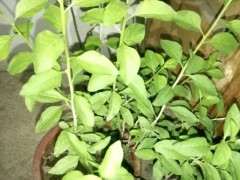 枸杞下山桩用什么土的最好 图片