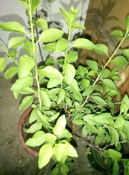 枸杞下山桩到现在不发芽 怎么办 图片