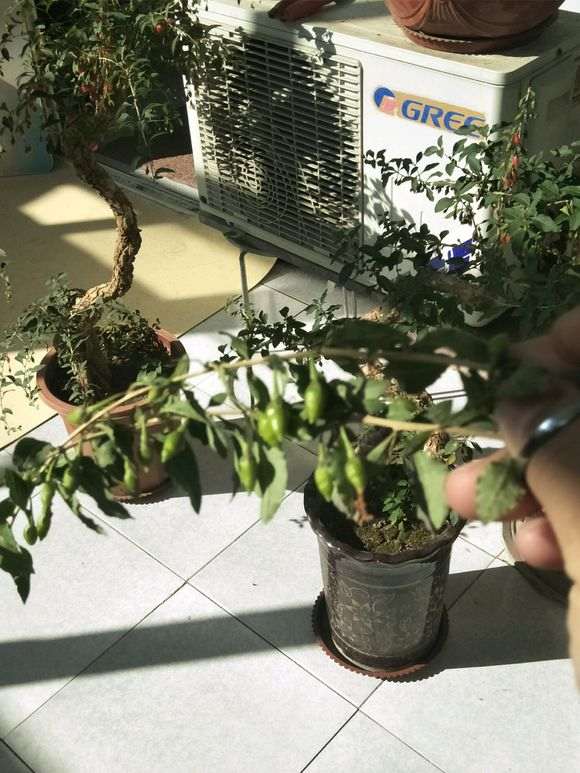枸杞下山桩出现落叶 怎么办 图片