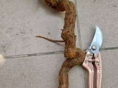 为什么枸杞下山桩最好套袋保湿 图片