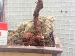 忘了浇水 枸杞下山桩多久会干死吗 图片