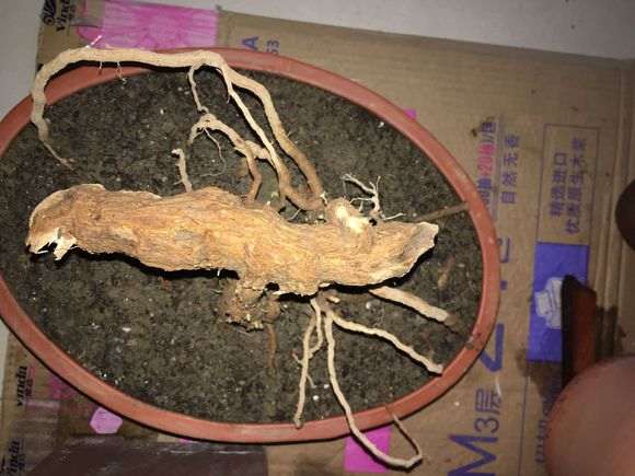 倒栽的枸杞下山桩怎么来芽 大家看看 图片