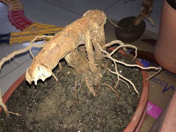 倒栽的枸杞下山桩怎么来芽 大家看看 图片