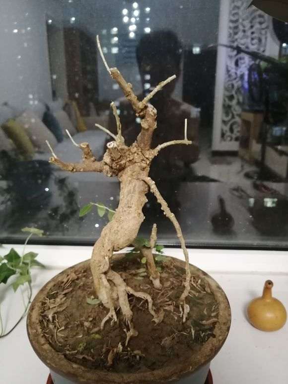 枸杞下山桩就落叶了 什么时候修剪最好