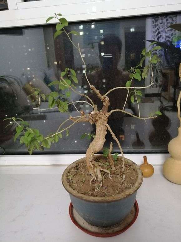 枸杞下山桩就落叶了 什么时候修剪最好