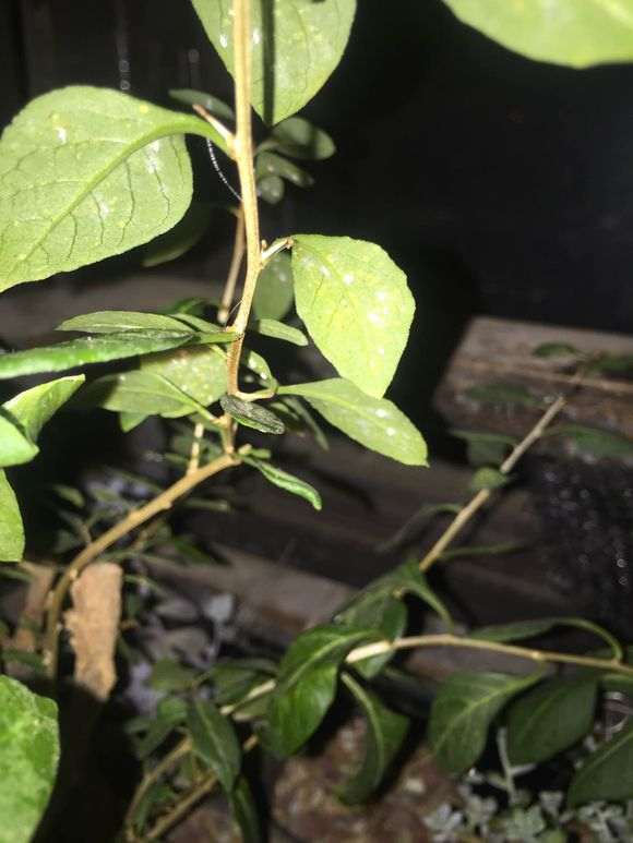 怎么防治枸杞下山桩的白粉病 图片