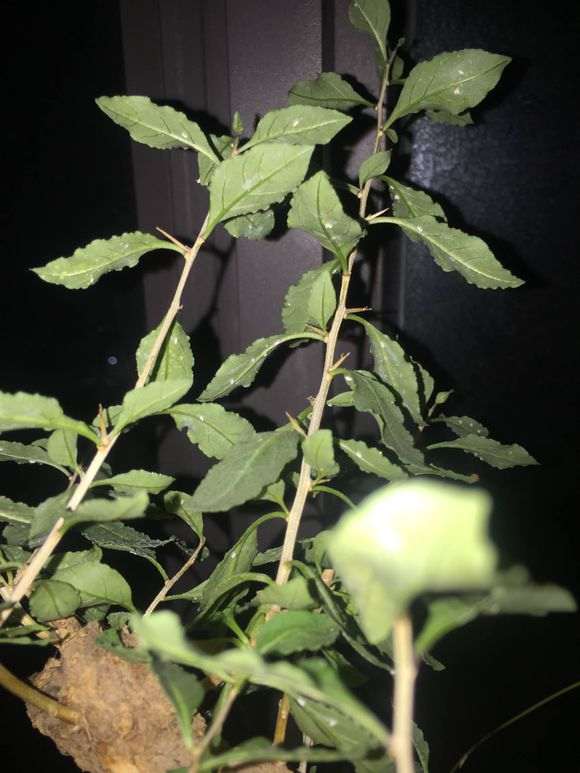 怎么防治枸杞下山桩的白粉病 图片