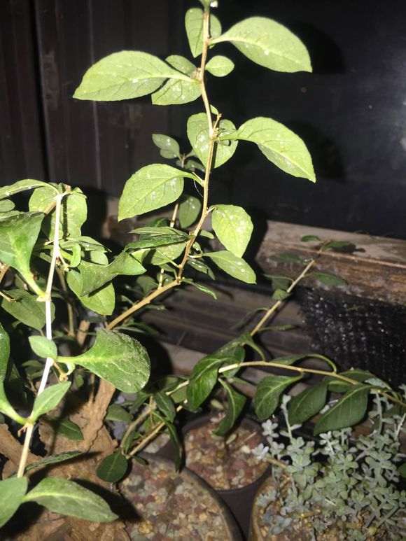 怎么防治枸杞下山桩的白粉病 图片