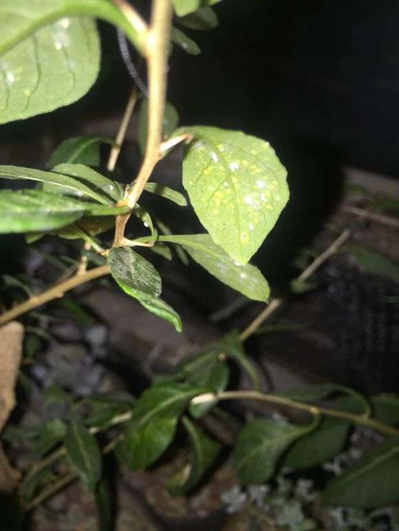 怎么防治枸杞下山桩的白粉病 图片