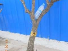 为什么枸杞下山桩的根型没法种盆里 图片