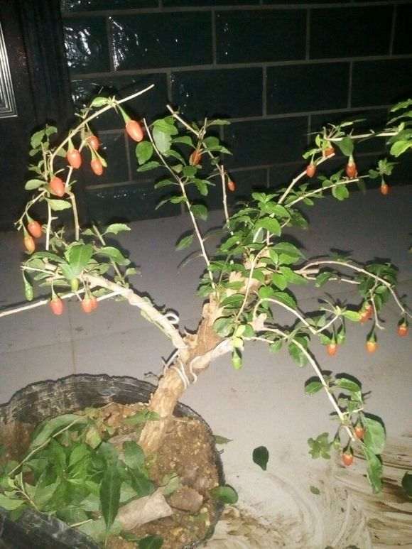 枸杞下山桩栽了一年 只开花不结果 图片