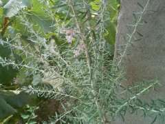 黑枸杞下山桩发芽后 叶子不长了 图片