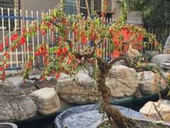 枸杞下山桩被鸟吃了不少 怎么办 图片