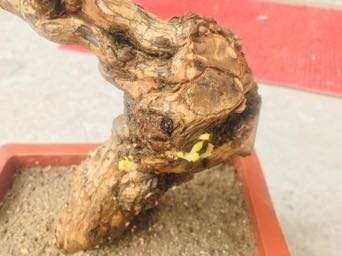 枸杞下山桩终于出芽了 怎么办 图片