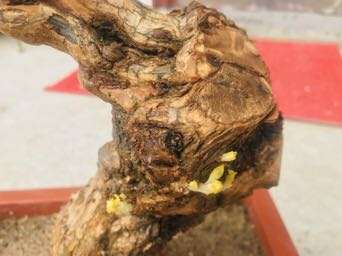 枸杞下山桩终于出芽了 怎么办 图片