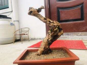 枸杞下山桩终于出芽了 怎么办 图片