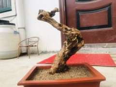 枸杞下山桩终于出芽了 怎么办 图片