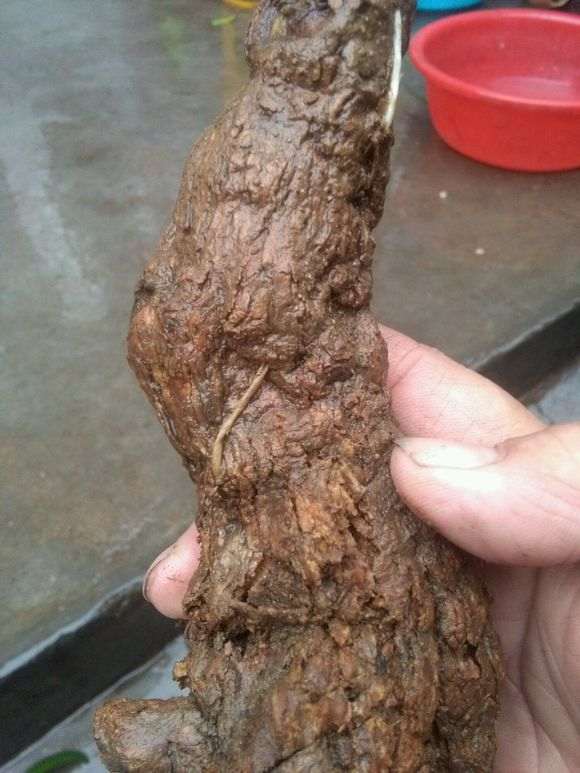 倒栽的枸杞下山桩 叶子枯了 怎么办 图片